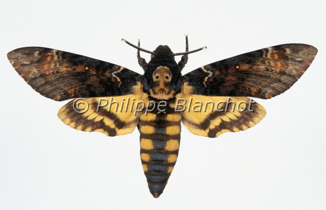 acherontia atropos.JPG - Acherontia atroposSphinx à tête de mortDeath's Head Hawk mothLepidoptera, SphingidaeFrance